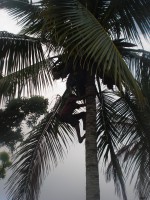 /album/ilha-de-atauro-/atauro-7e8dez2012-138-jpg/